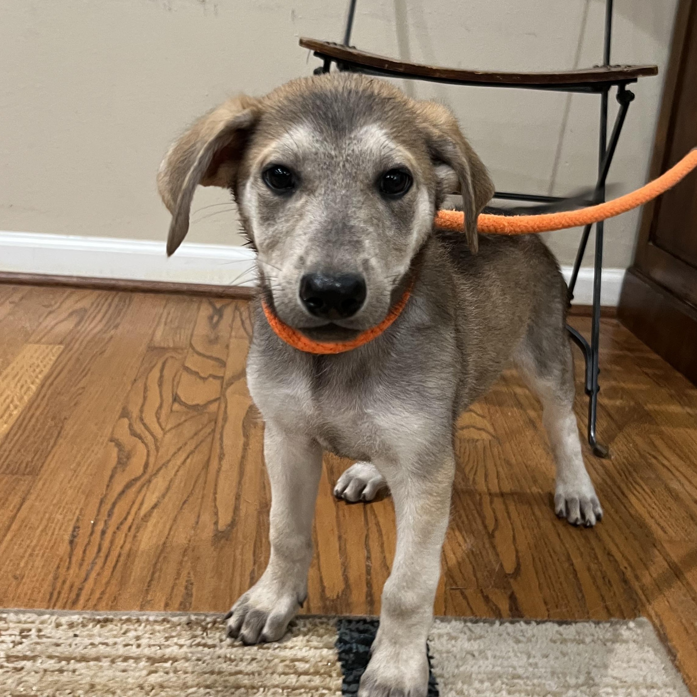 Enlarge Scout, a Adoptable mixed breed in Bellaire, TX image 3/5