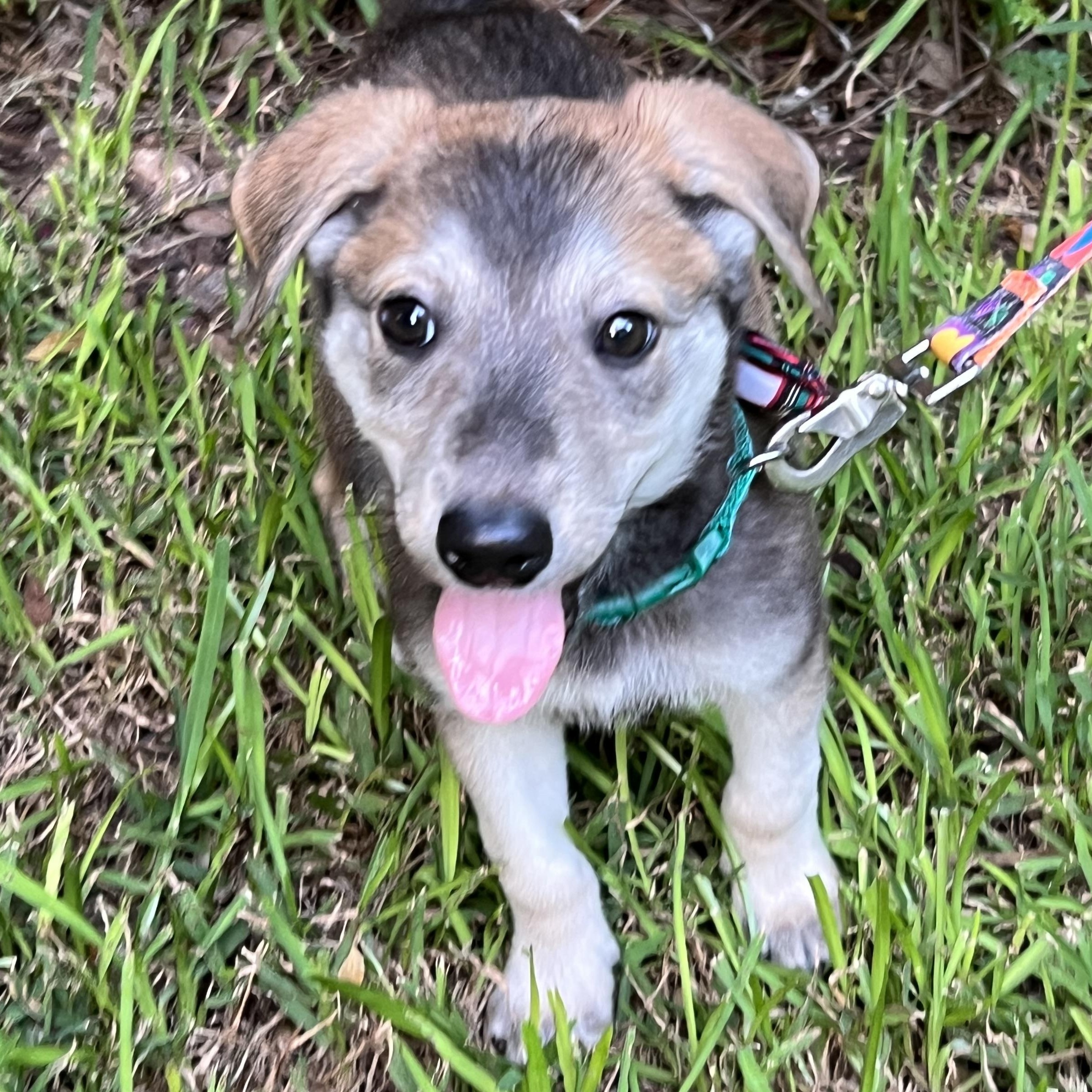 Scout, Adoptable, Puppy Male German Shepherd Dog.