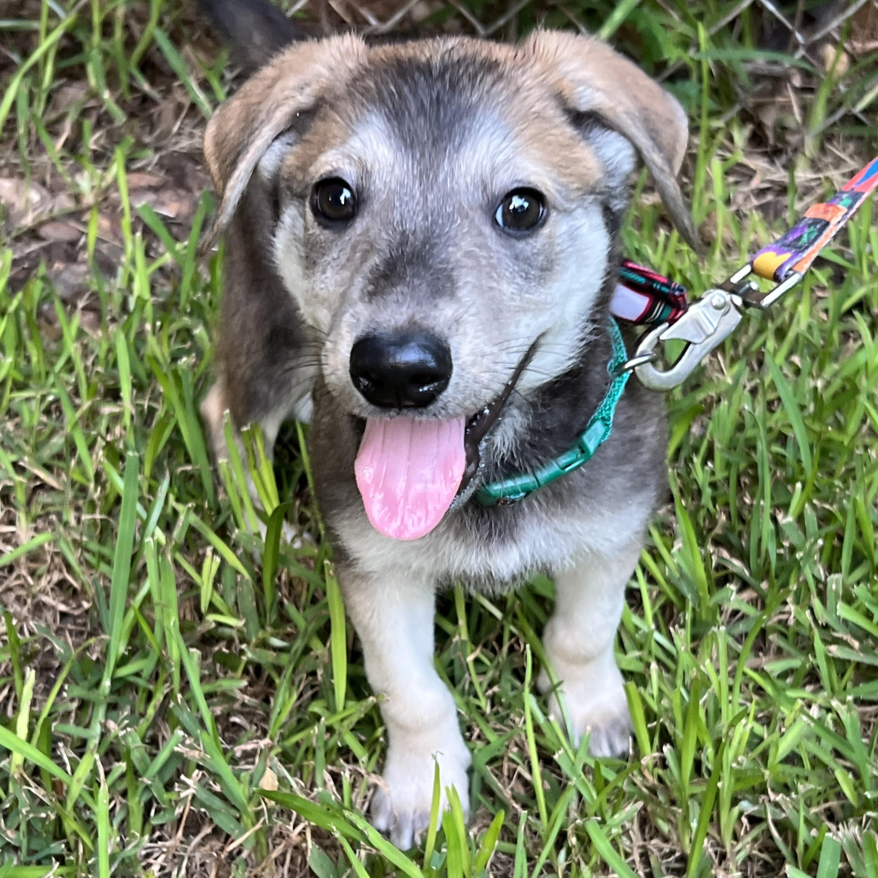 Enlarge Scout, a Adoptable mixed breed in Bellaire, TX image 2/5