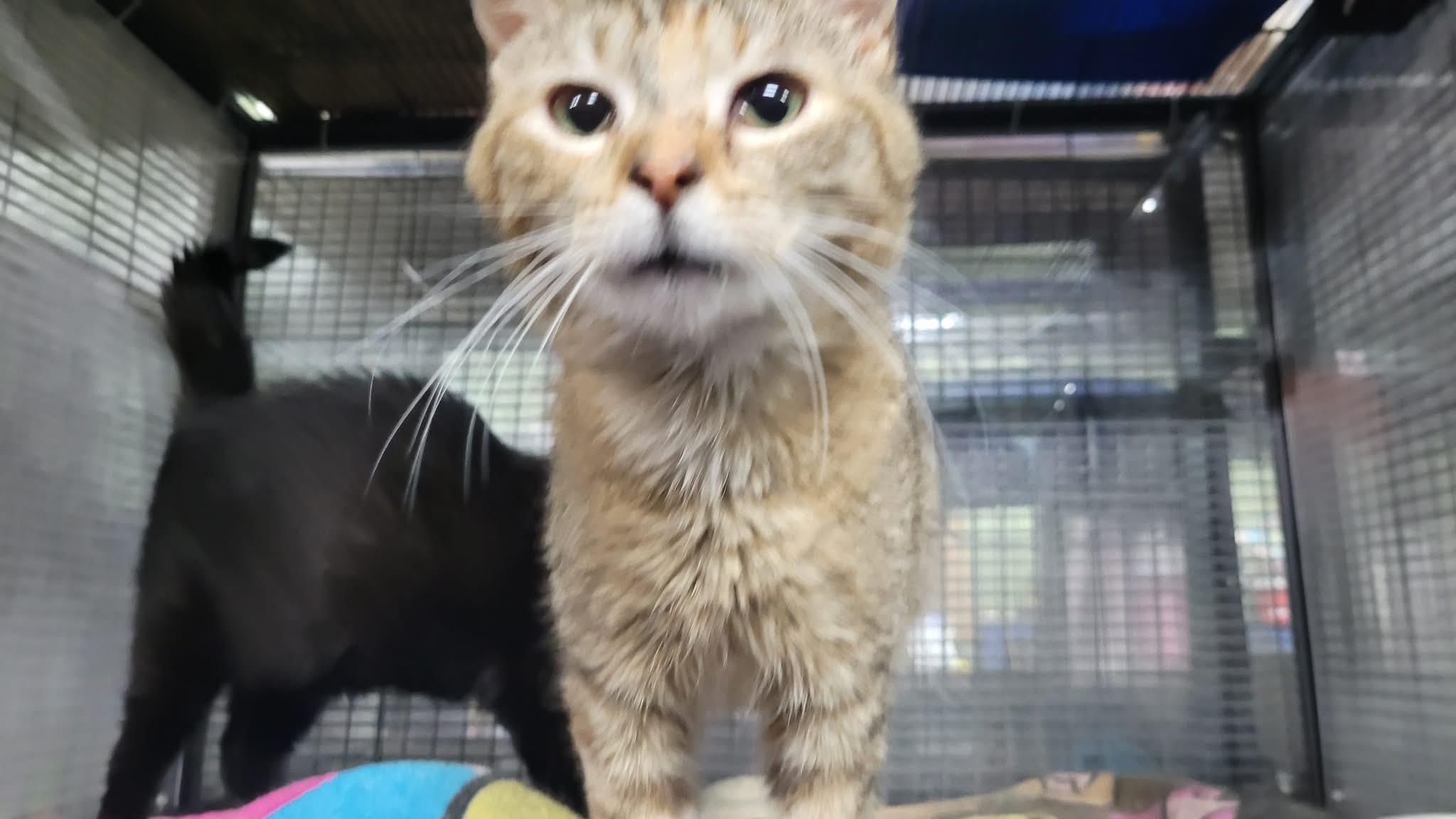 Enlarge BUFFY, an adopted Domestic Short Hair in Tillsonburg, ON image 2/3