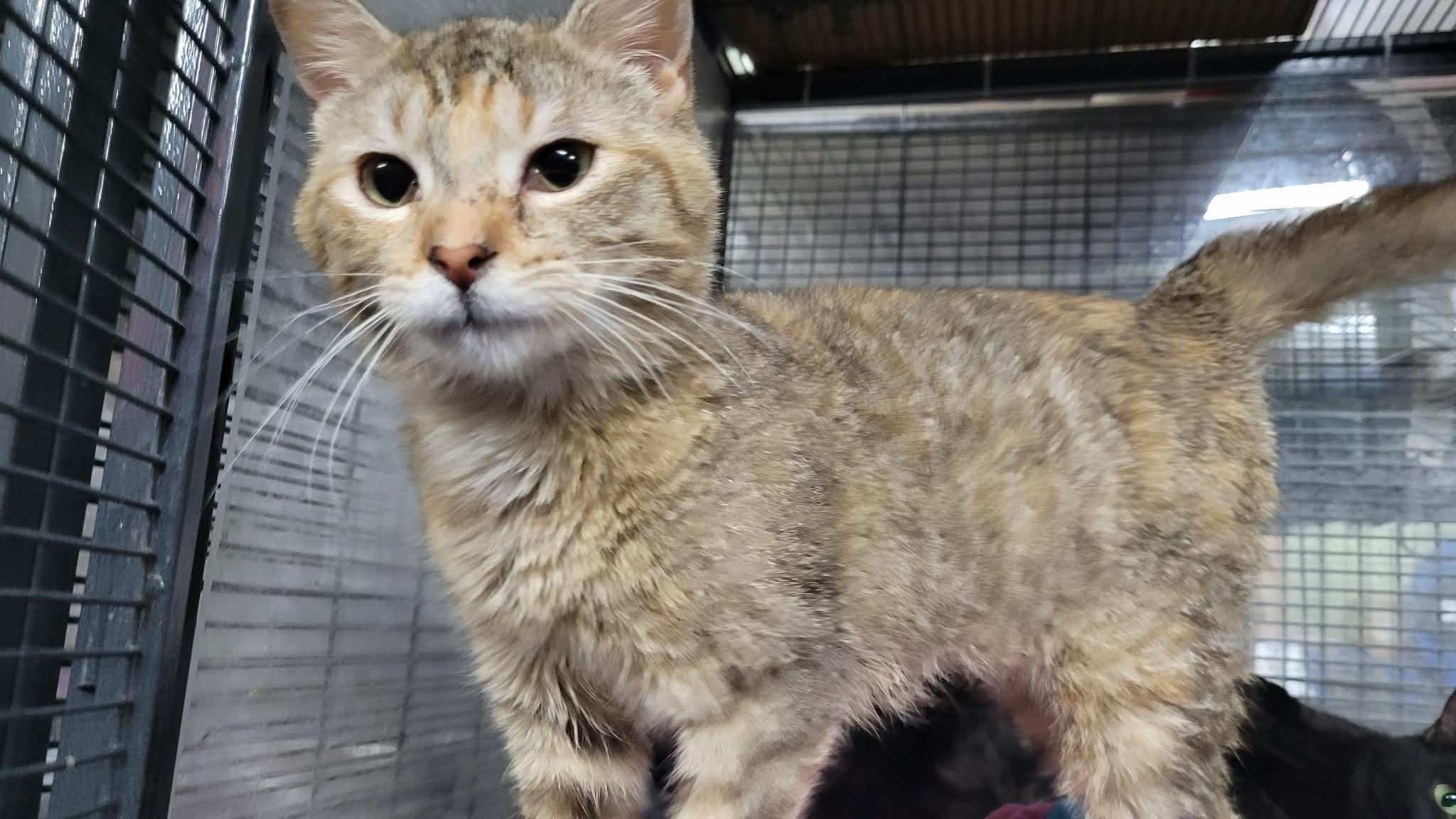 Enlarge BUFFY, an adopted Domestic Short Hair in Tillsonburg, ON image 1/3