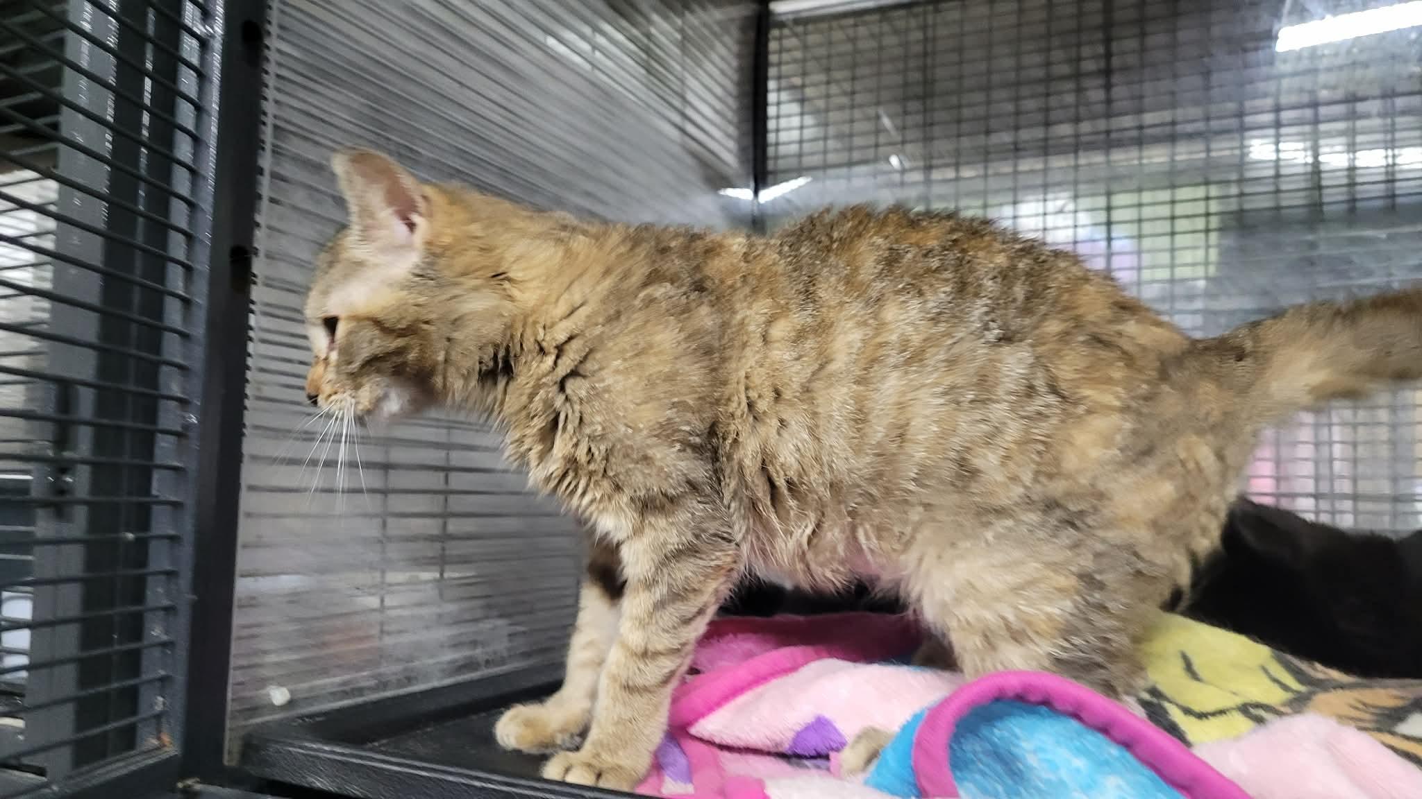 Enlarge BUFFY, an adopted Domestic Short Hair in Tillsonburg, ON image 3/3