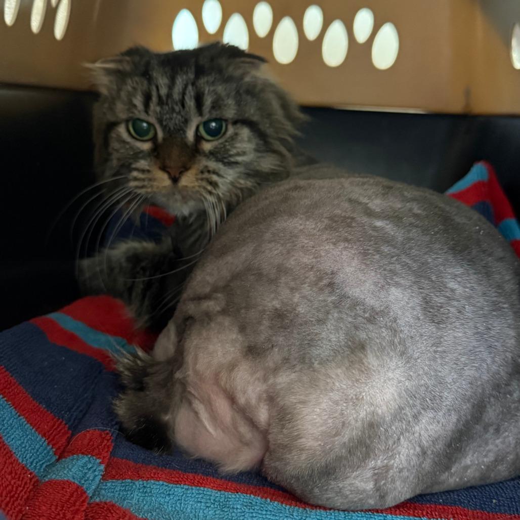 Enlarge Moosie, a Adoptable Domestic Long Hair in Concord, NH image 1/1