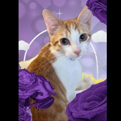 Lucy — thumbnail 2