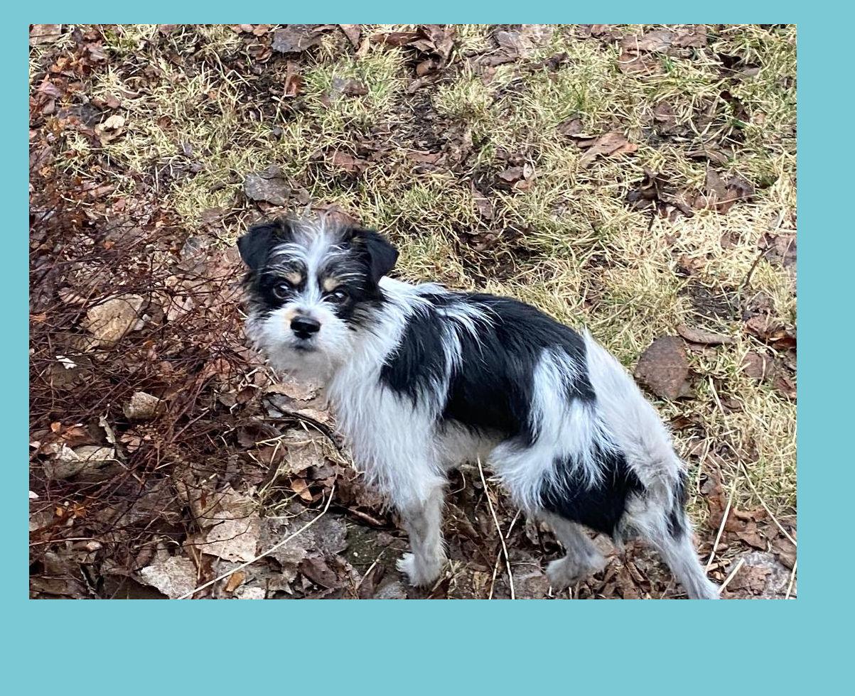Enlarge Buster, a Adoptable mixed breed in Lake Geneva, WI image 6/6