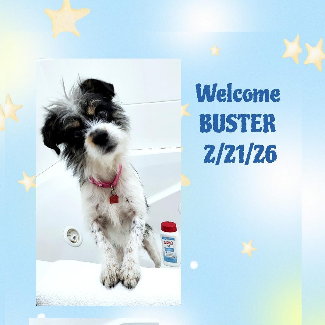 Buster, Adoptable, Young Male Terrier & Shih Tzu.