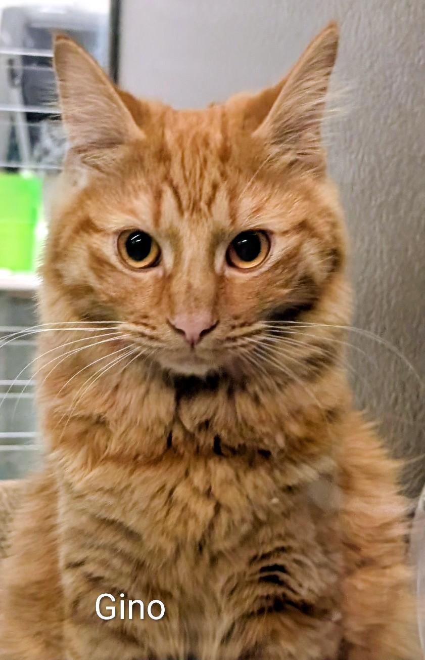 Enlarge Gino, an adopted Domestic Medium Hair in Colfax, IA image 1/1