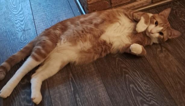 Blitz, Adoptable, Adult Male Domestic Short Hair.