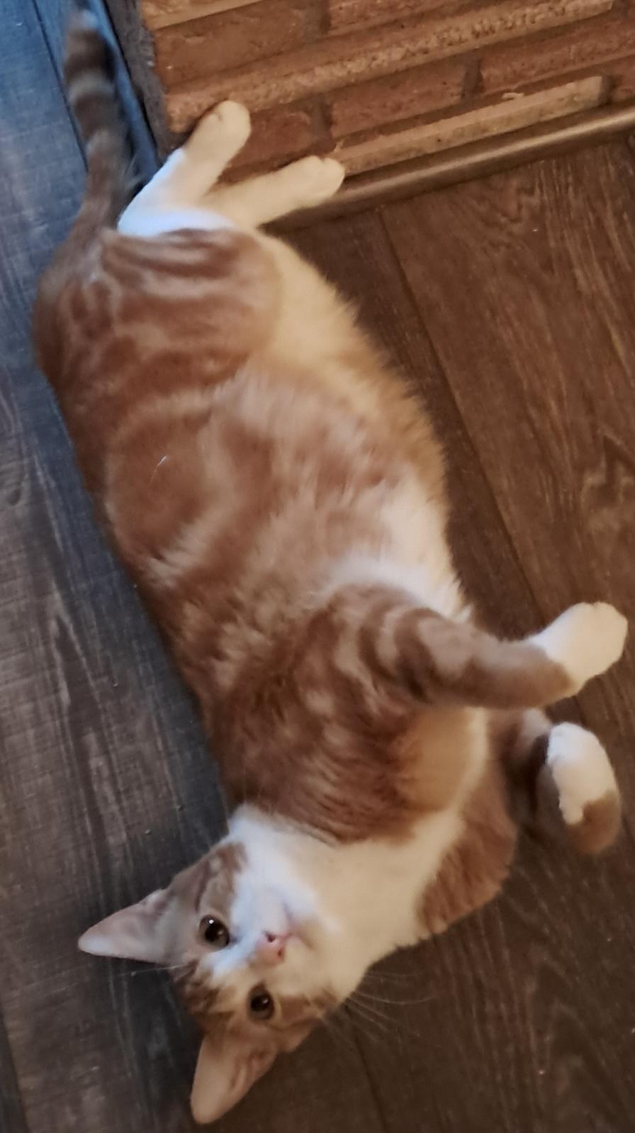 Enlarge Blitz, a Adoptable Domestic Short Hair in Kalama, WA image 2/5