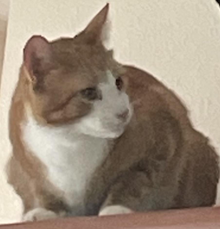 Enlarge Blitz, a Adoptable Domestic Short Hair in Kalama, WA image 5/5