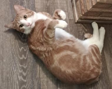 Enlarge Blitz, a Adoptable Domestic Short Hair in Kalama, WA image 3/5