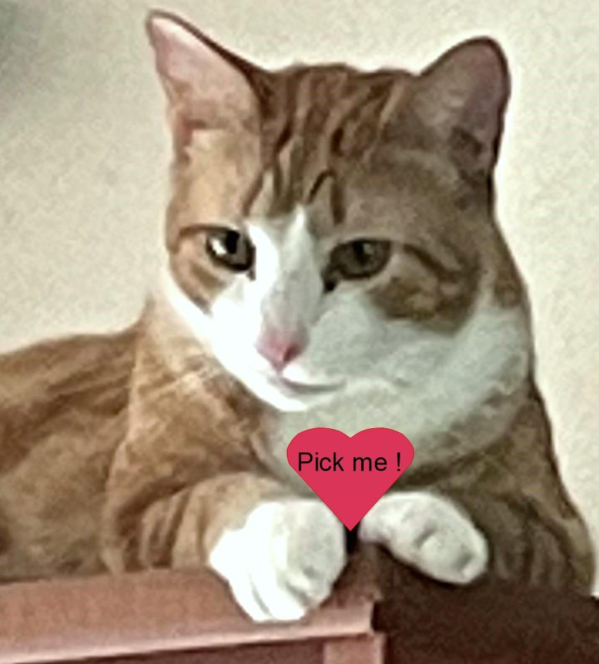 Enlarge Blitz, a Adoptable Domestic Short Hair in Kalama, WA image 4/5