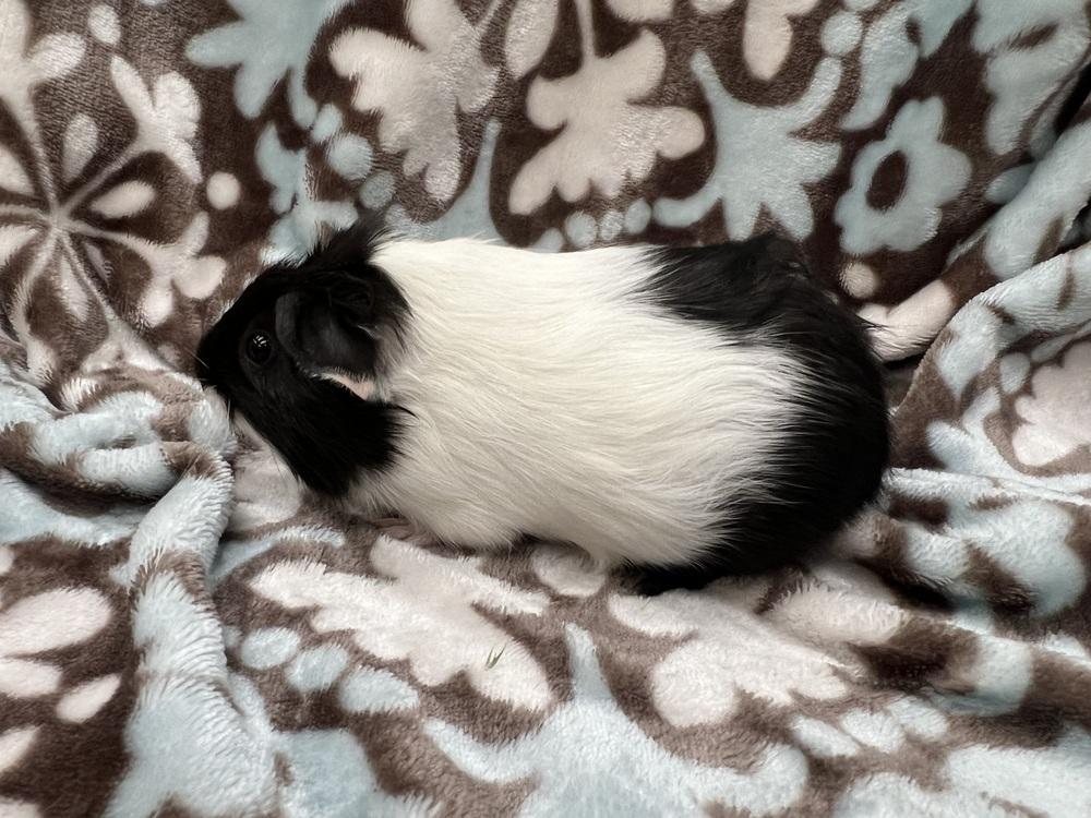 Enlarge Crop Top, a Adoptable Guinea Pig in San Diego, CA image 1/2