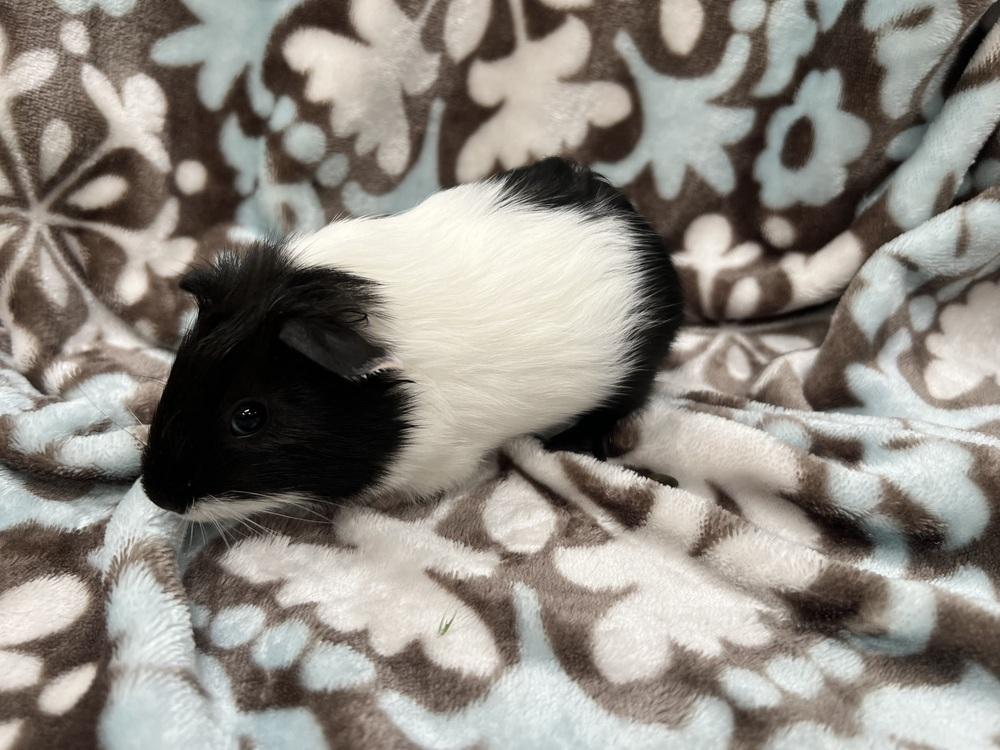 Enlarge Crop Top, a Adoptable Guinea Pig in San Diego, CA image 2/2