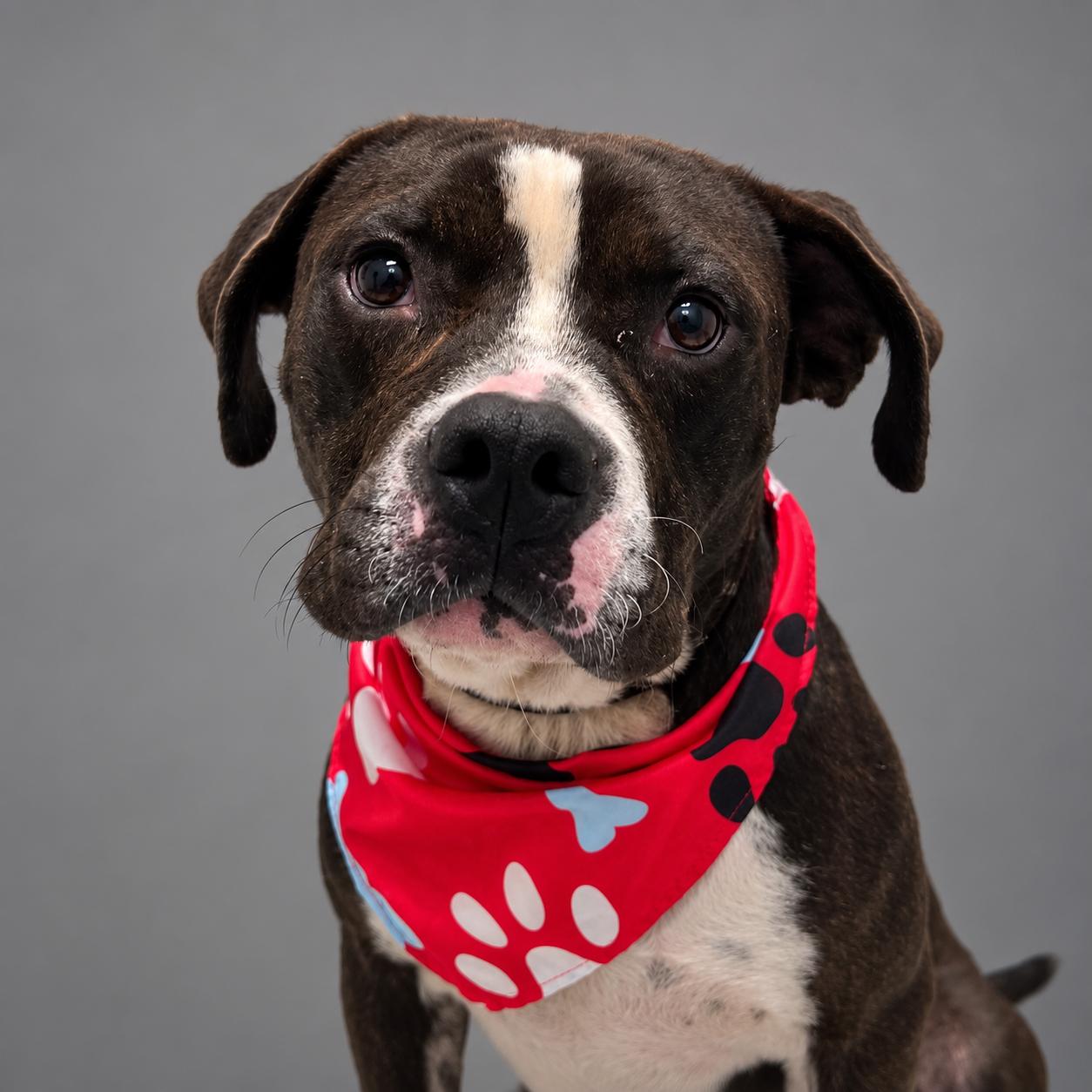 Cecil, Adoptable, Adult Male Pit Bull Terrier.