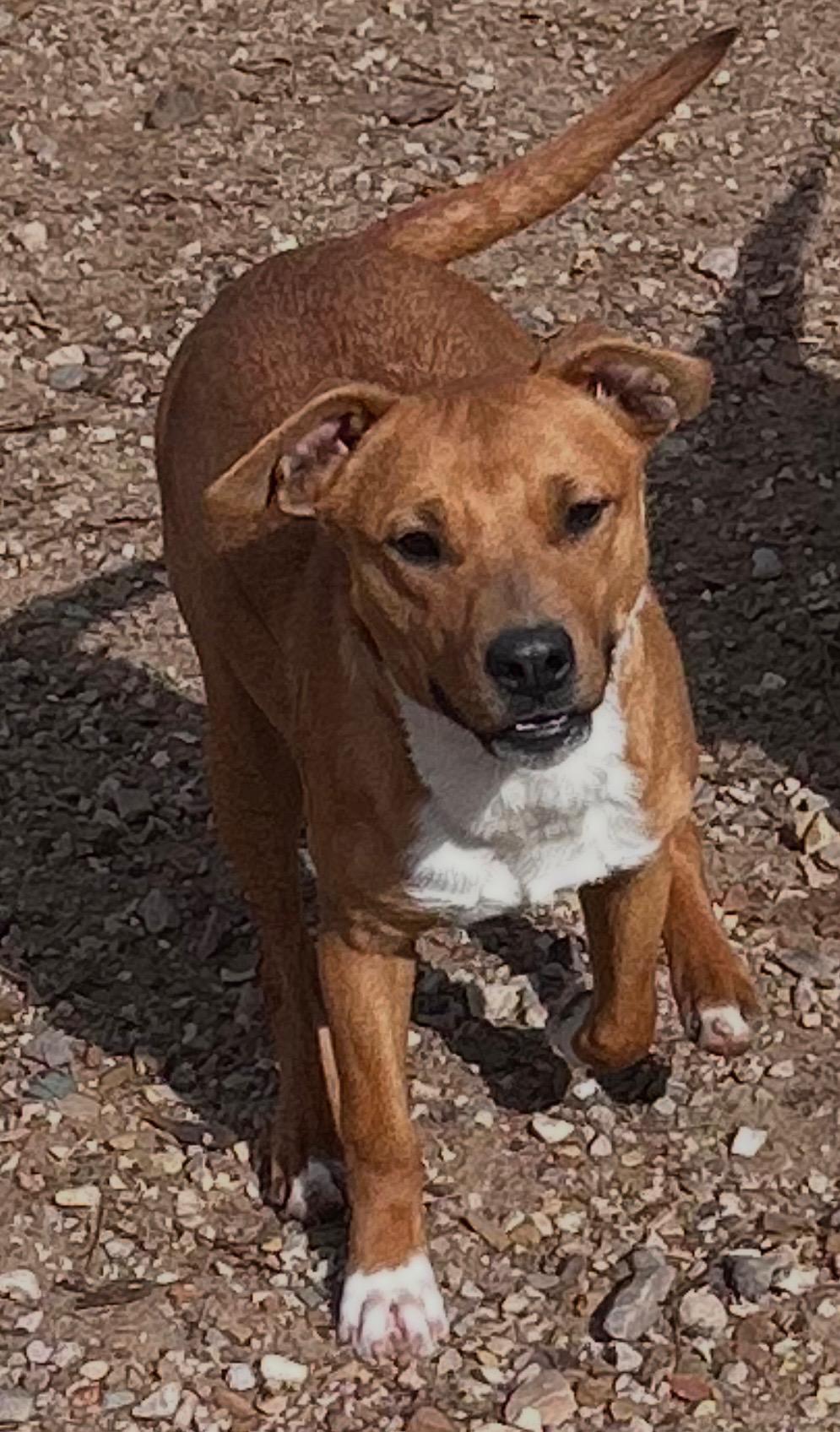 Enlarge Raz, a Adoptable mixed breed image 6/6