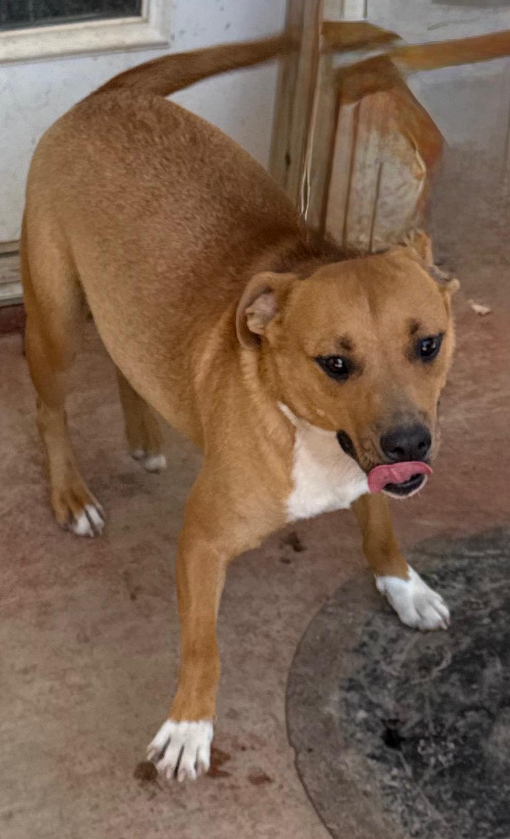 Enlarge Raz, a Adoptable mixed breed image 4/6