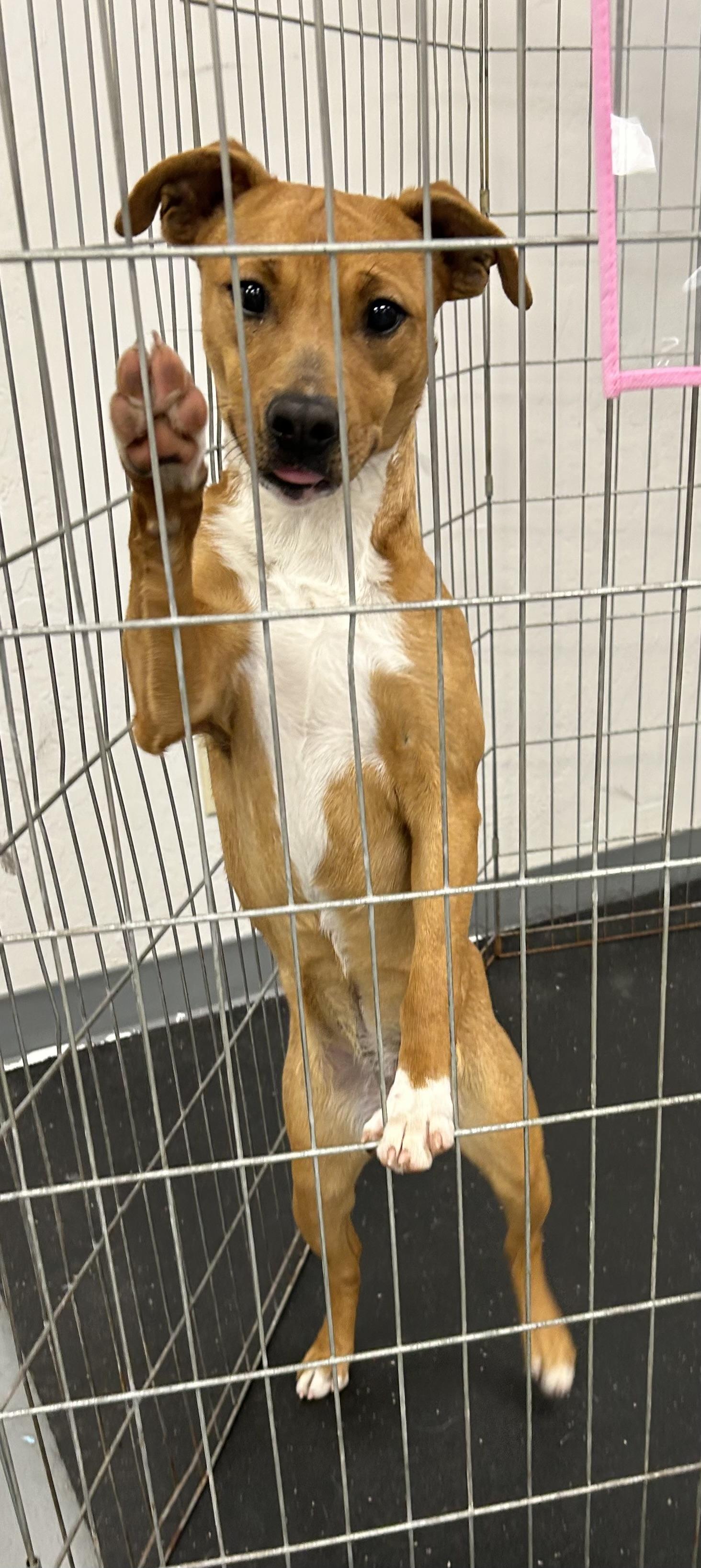 Enlarge Raz, a Adoptable mixed breed image 5/6