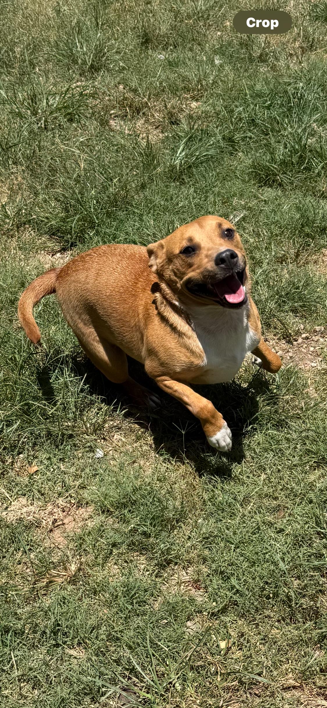 Enlarge Raz, a Adoptable mixed breed image 3/6