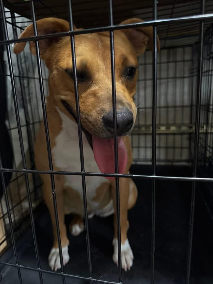 Enlarge Raz, a Adoptable mixed breed image 2/6