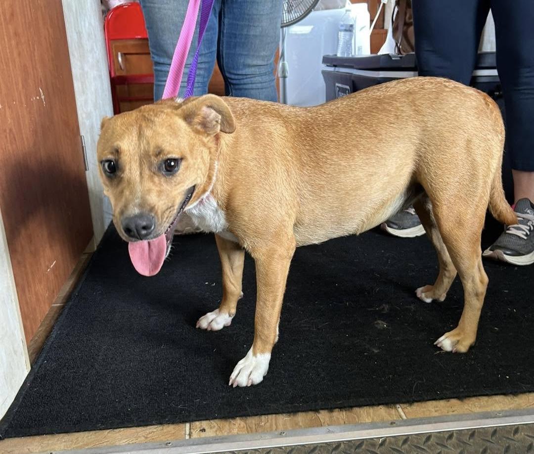 Raz, Adoptable, Young Female Pit Bull Terrier.