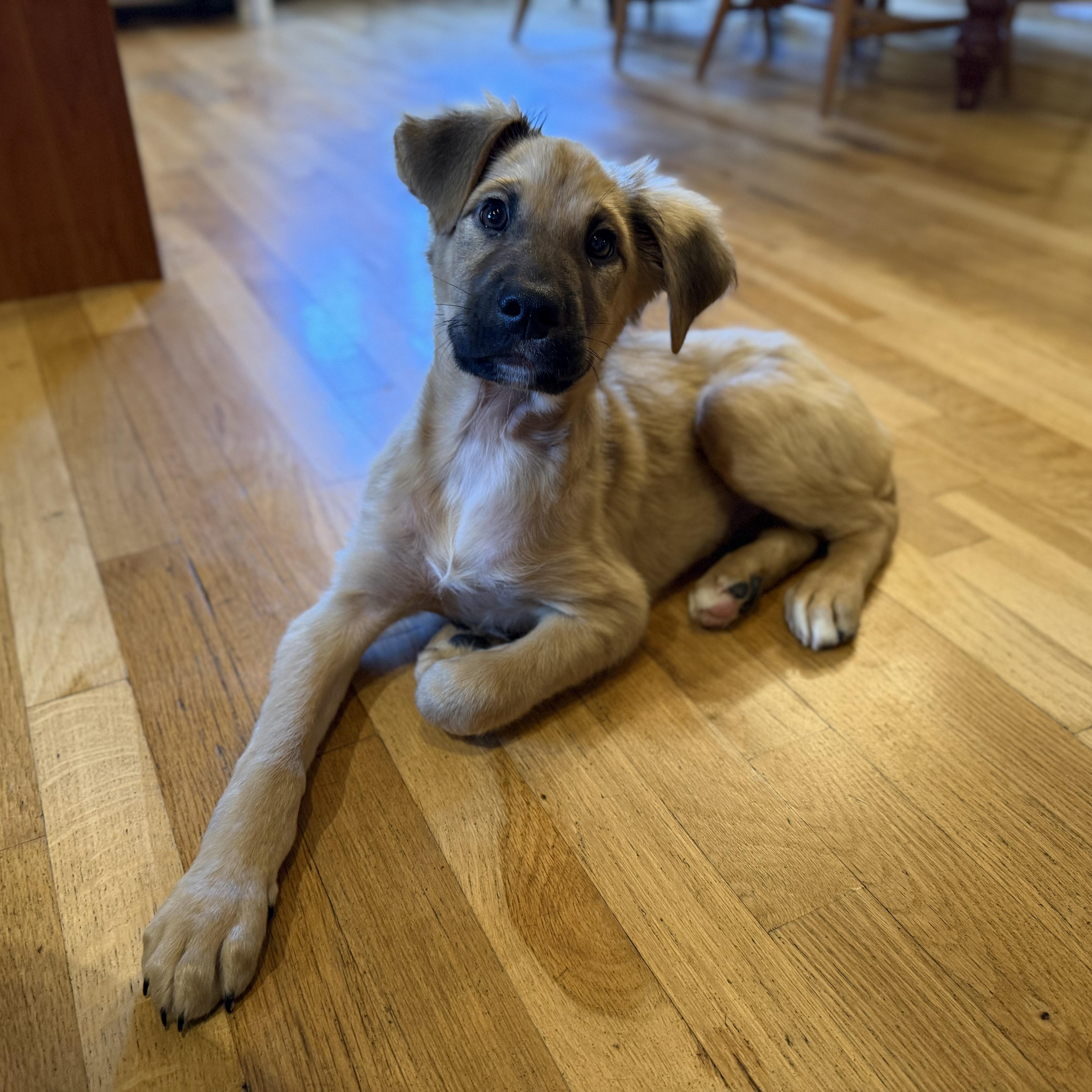 Enlarge Beethoven , a ADOPTABLE mixed breed in Yaphank, NY image 3/6