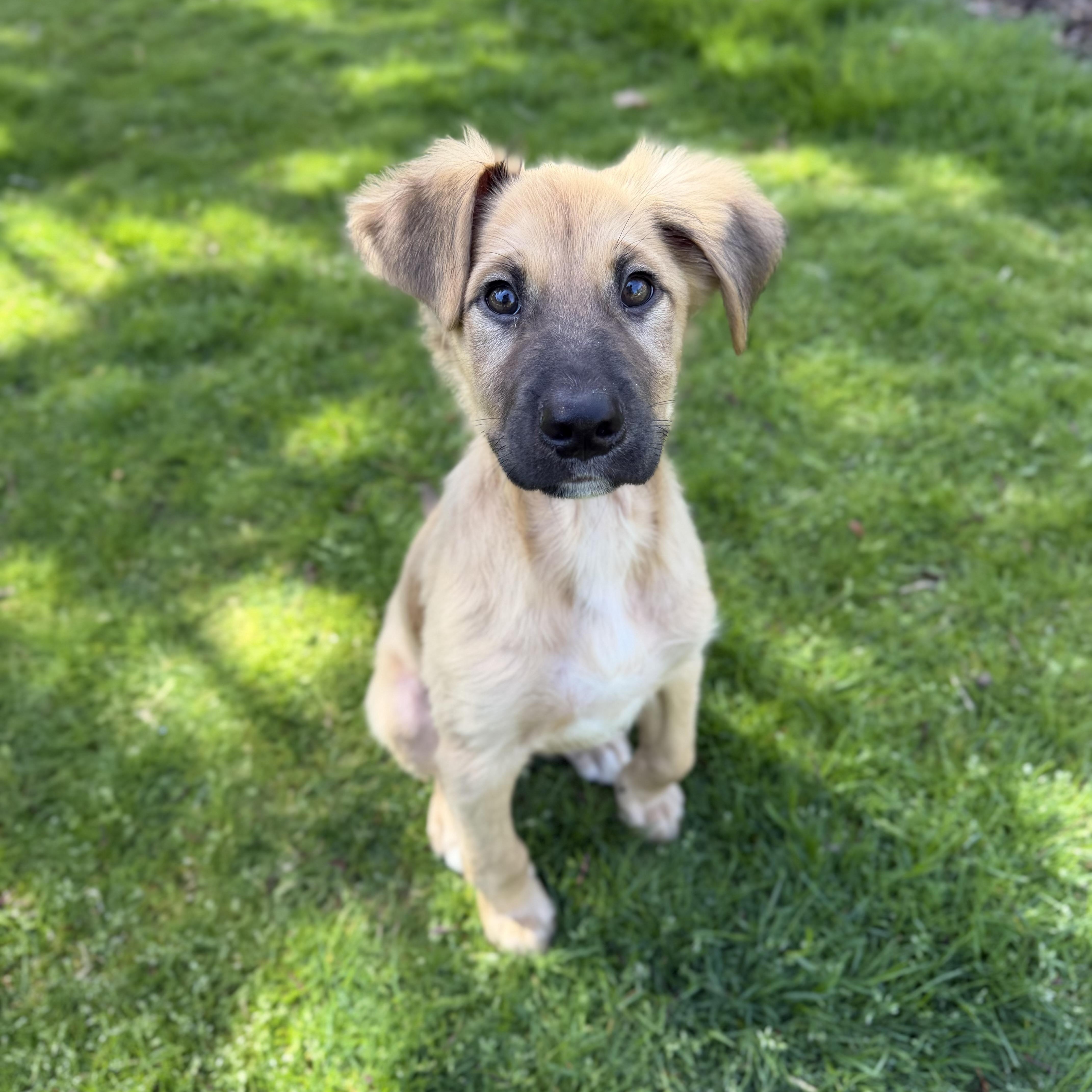 Enlarge Beethoven , a ADOPTABLE mixed breed in Yaphank, NY image 5/6