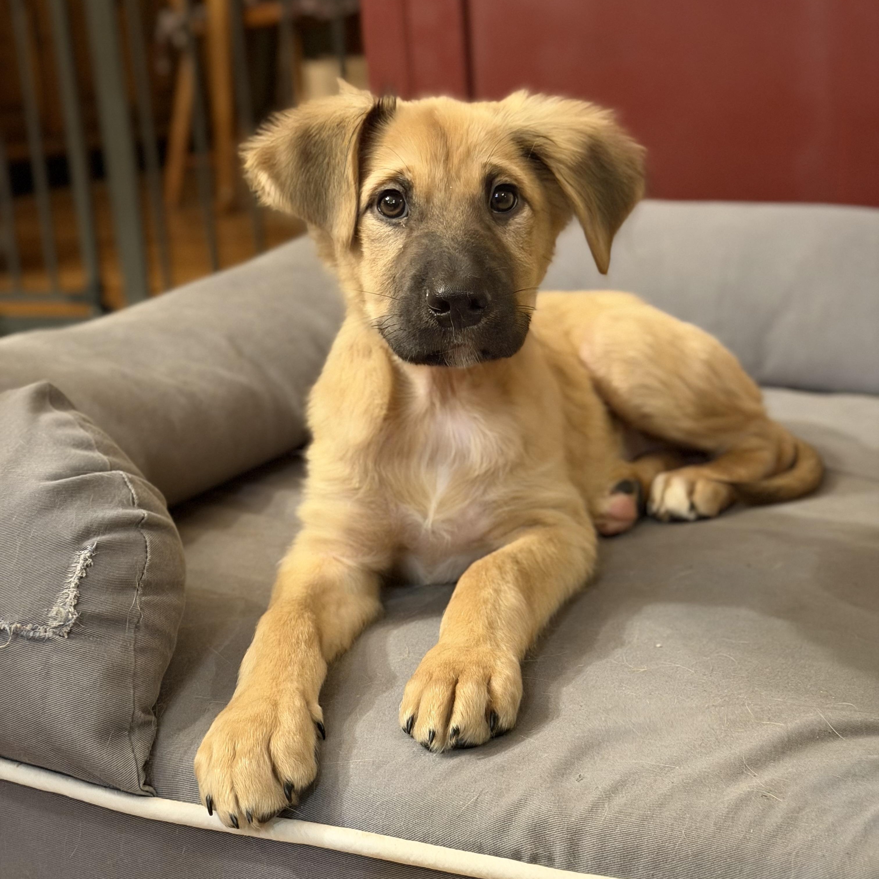 Enlarge Beethoven , a ADOPTABLE mixed breed in Yaphank, NY image 2/6