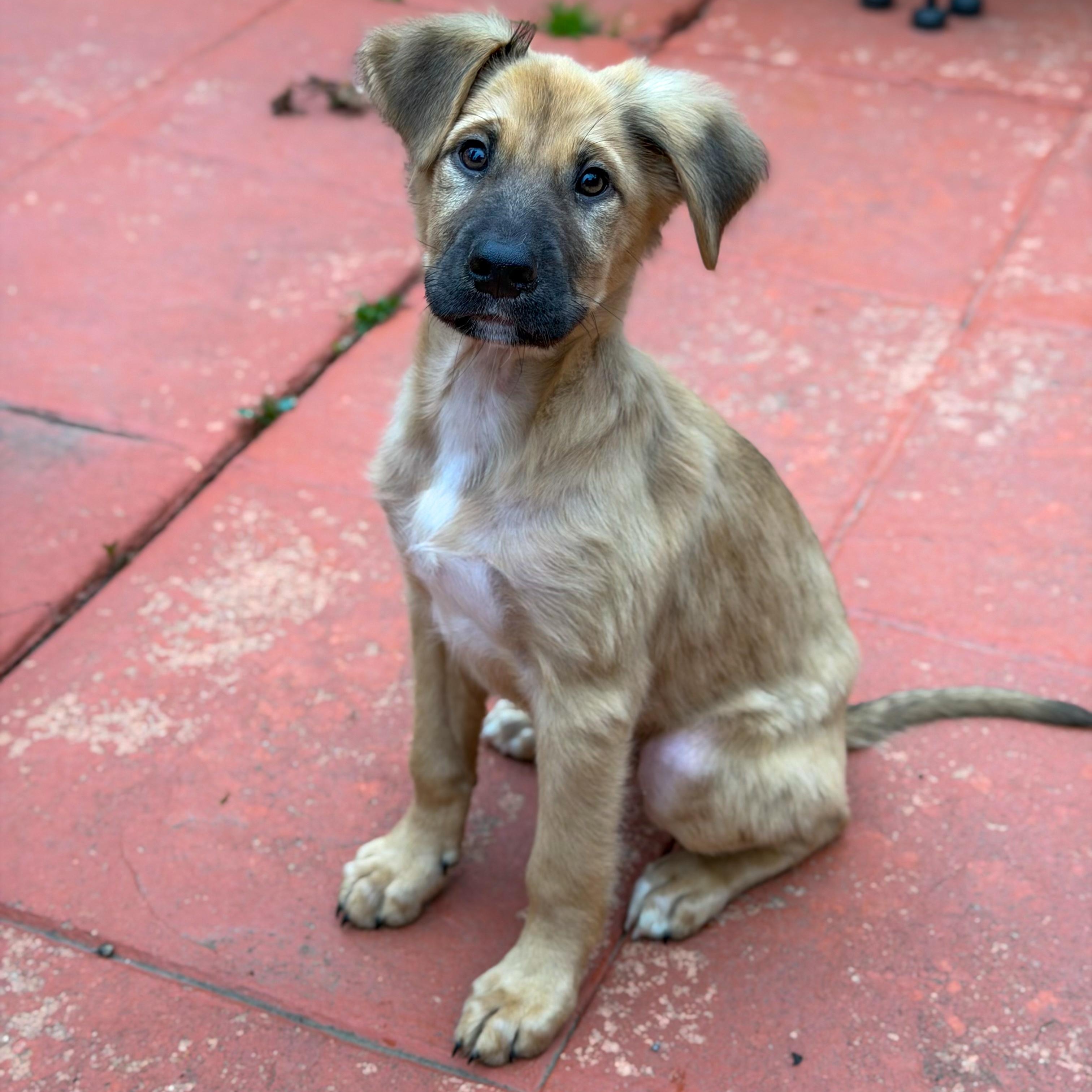 Enlarge Beethoven , a ADOPTABLE mixed breed in Yaphank, NY image 6/6