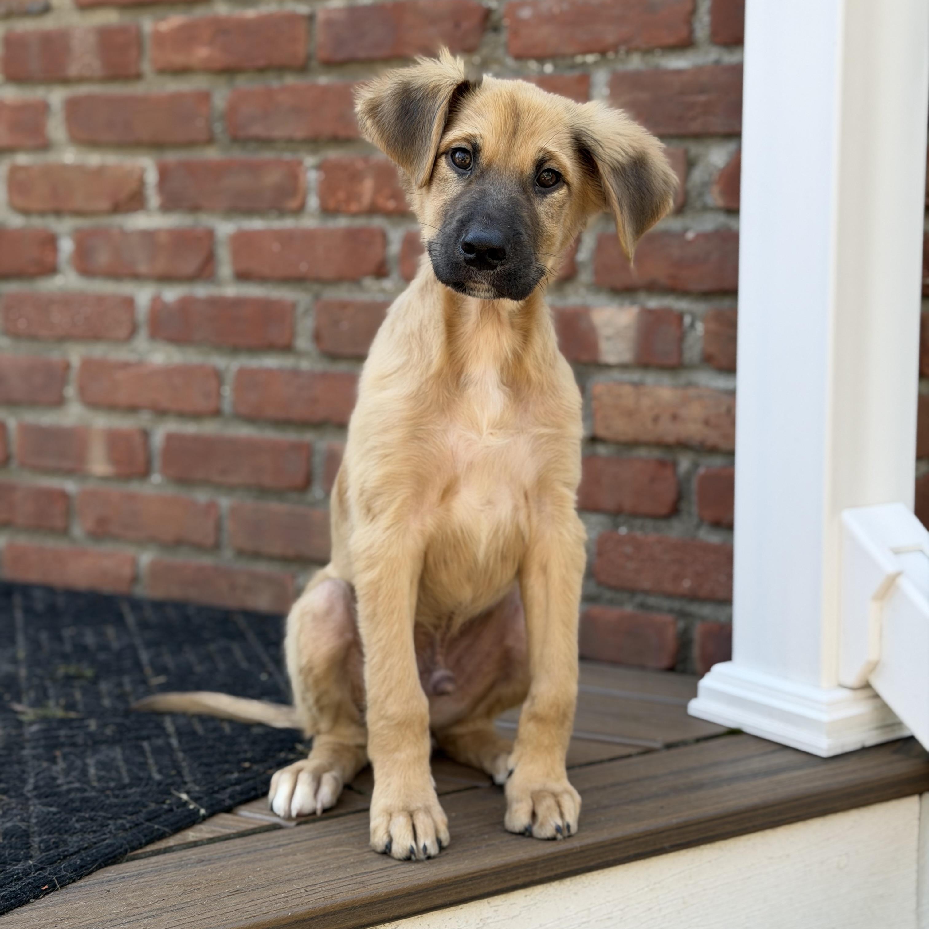 Enlarge Beethoven , a ADOPTABLE mixed breed in Yaphank, NY image 4/6