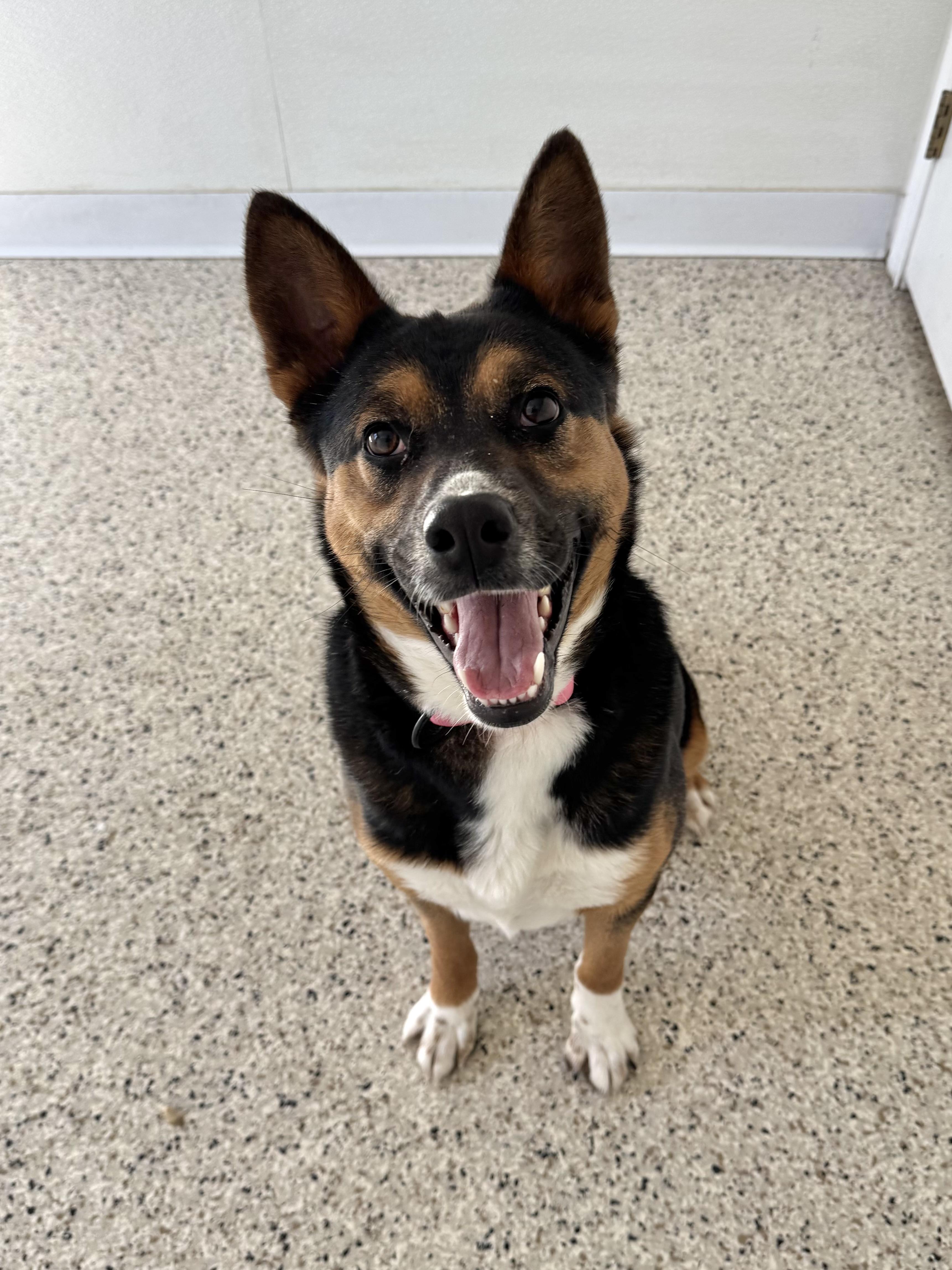 Enlarge Sugar, a ADOPTABLE Terrier in Buffalo, MN image 1/1