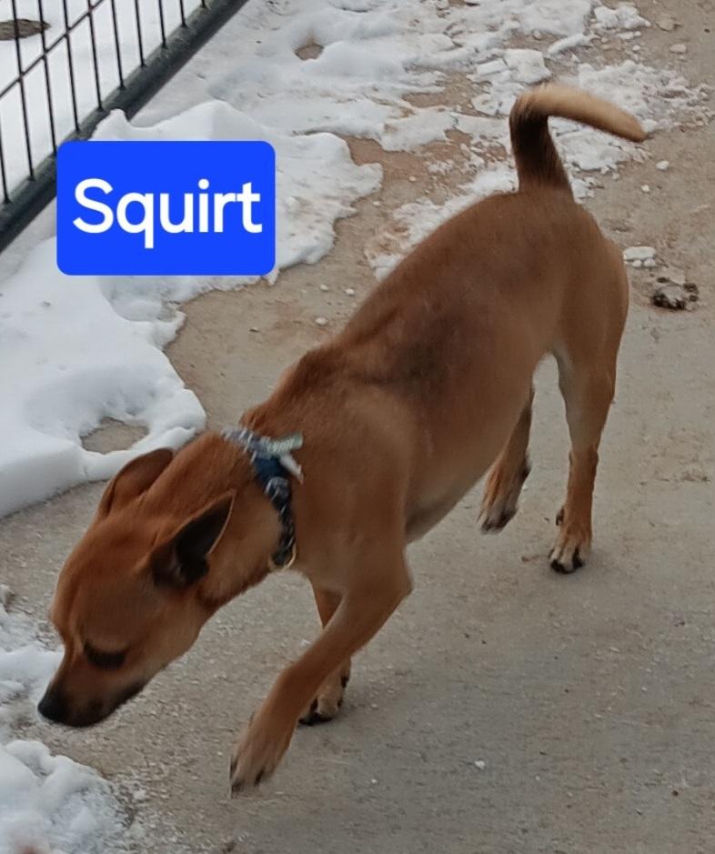 Squirt, Adoptable, Puppy Male Chihuahua & Dachshund.