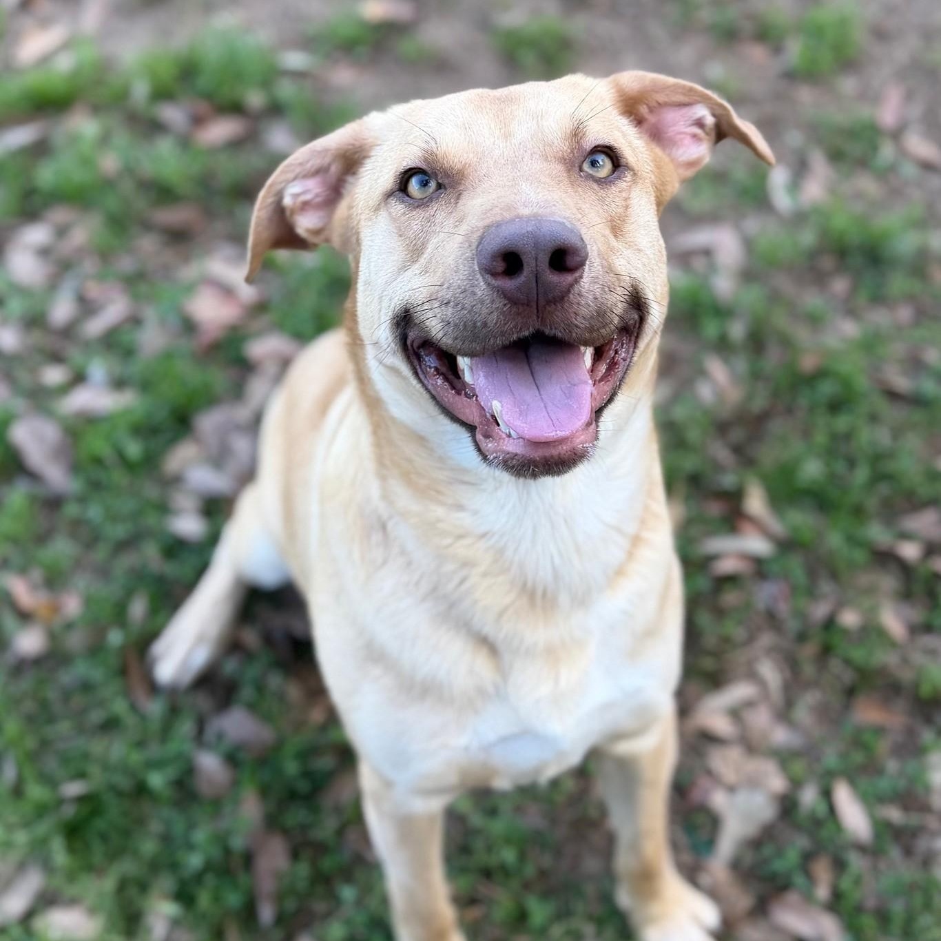 Dexter, ADOPTABLE, Young Male Labrador Retriever.