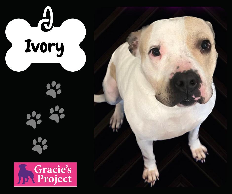 Ivory, Adult Female American Staffordshire Terrier