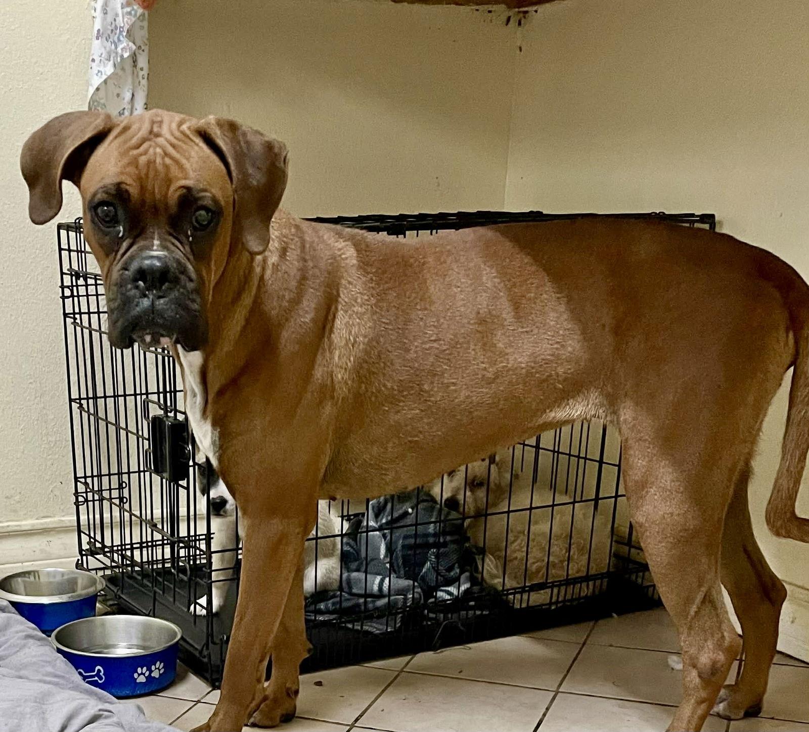 Autumn, Adoptable, Young Female Boxer.