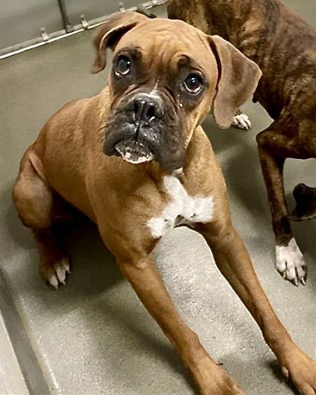 Enlarge Autumn, a Adoptable Boxer in Monticello, NY image 2/2