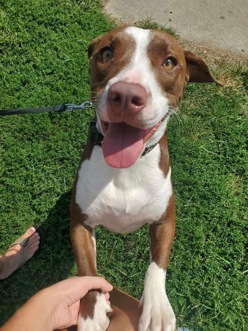 Molly, Adoptable, Puppy Female Mountain Cur & Terrier.