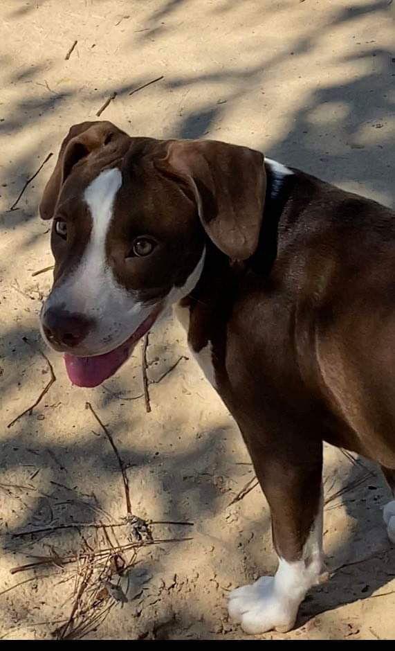 Molly, a Adoptable mixed breed in Ridgefield, CT image 2/3