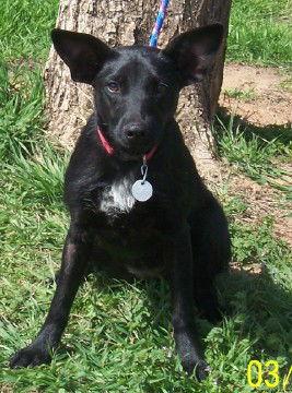 Maya, adoptable, Puppy Female Pharaoh Hound & Rat Terrier.