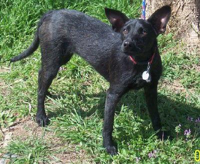 Enlarge Maya, a Adopted mixed breed in Prague, OK image 2/3