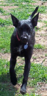 Enlarge Maya, a Adopted mixed breed in Prague, OK image 3/3