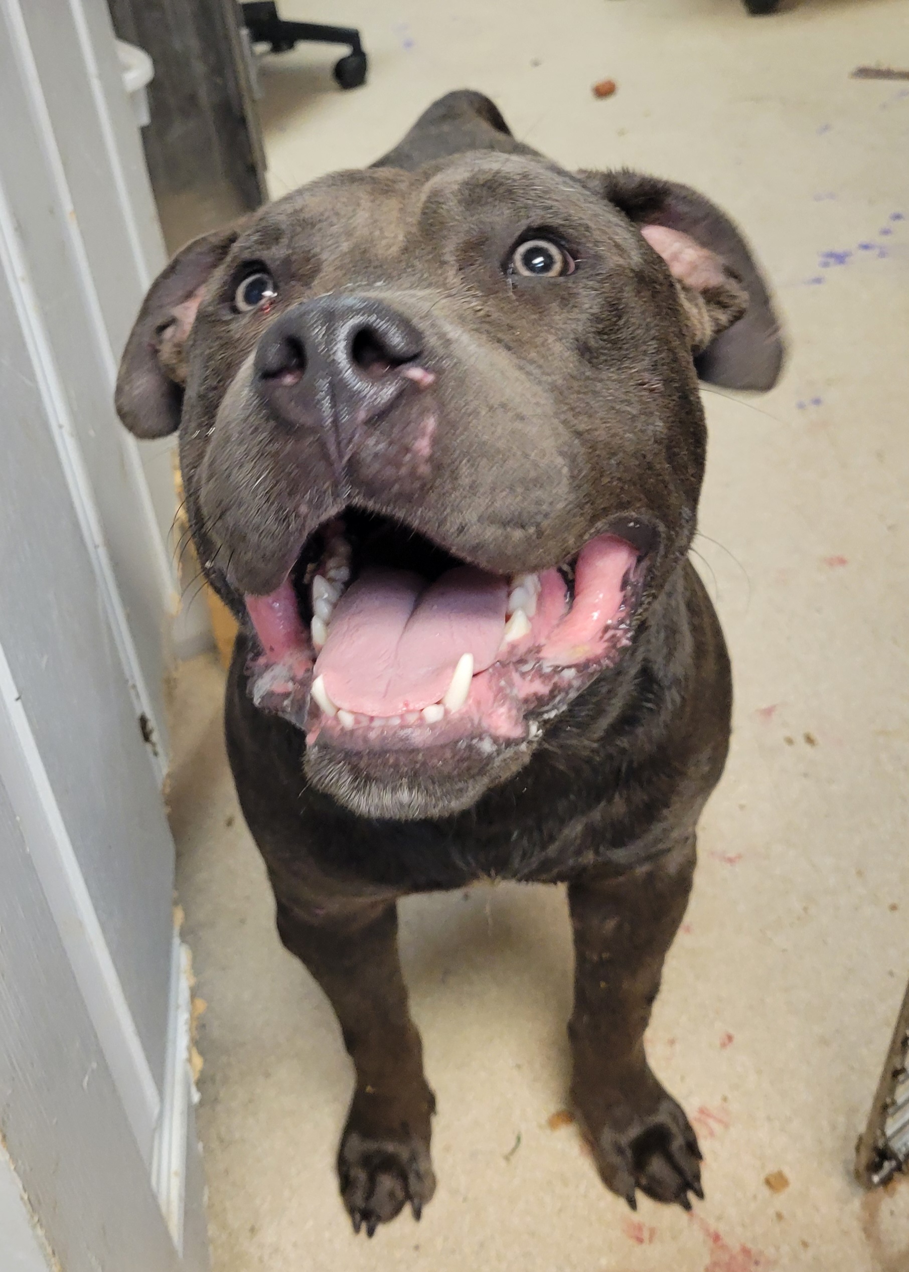 Dog for adoption Moe, an American Bulldog & American Bully Mix in