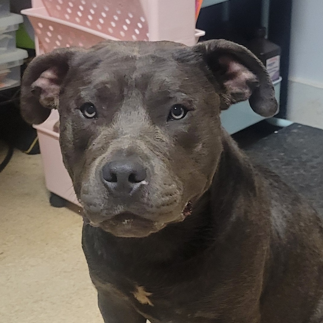 Dog for adoption Moe, an American Bulldog & American Bully Mix in