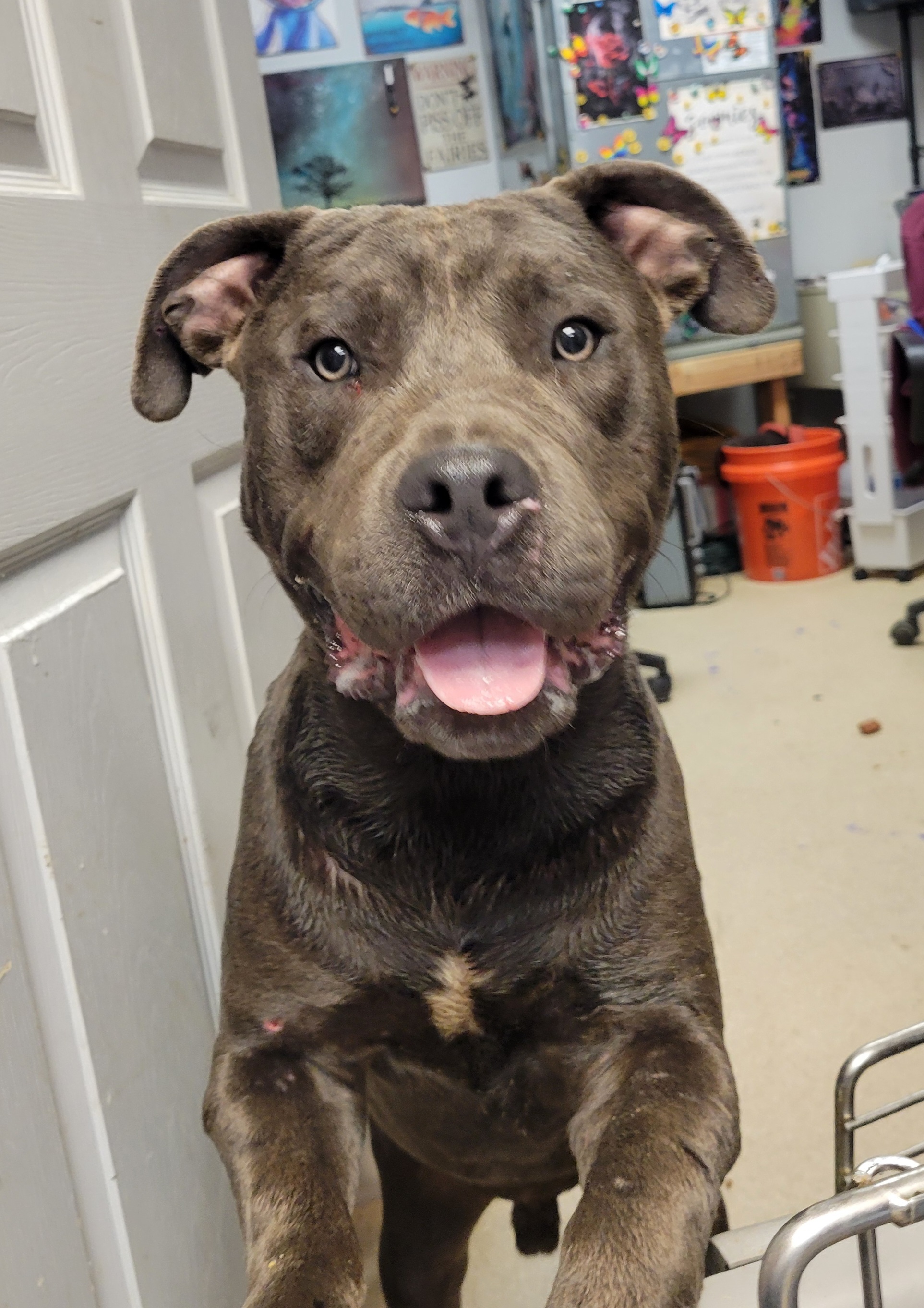 Dog for adoption Moe, an American Bulldog & American Bully Mix in