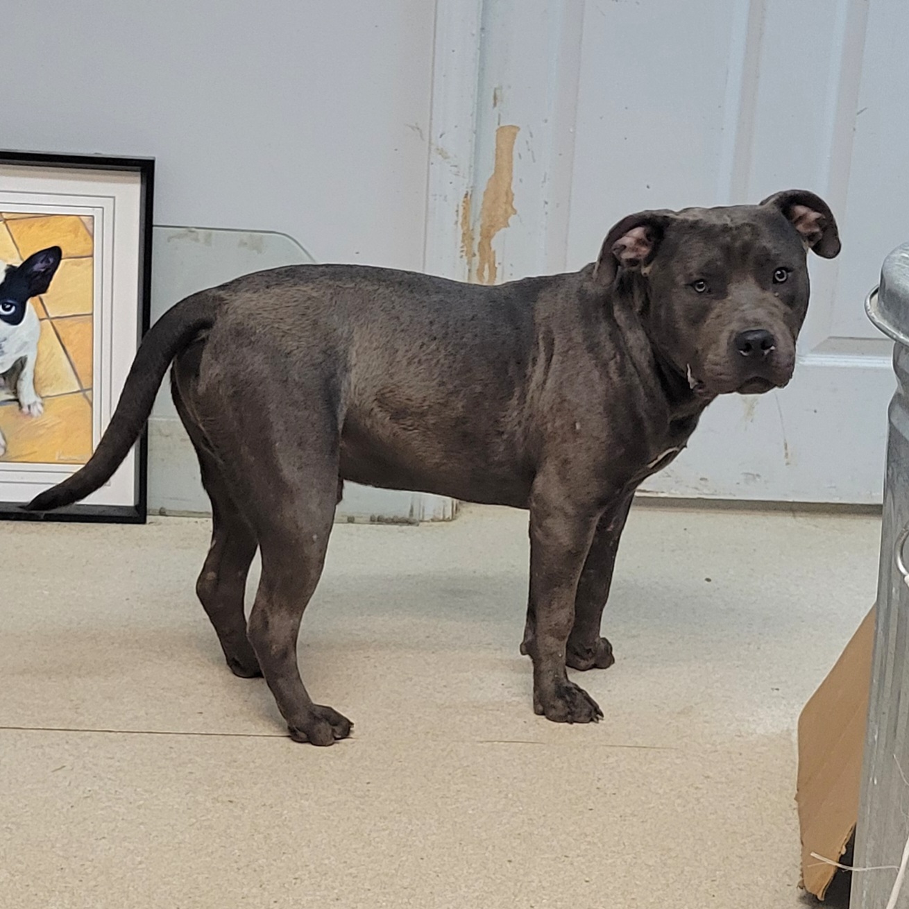 Dog for adoption Moe, an American Bulldog & American Bully Mix in