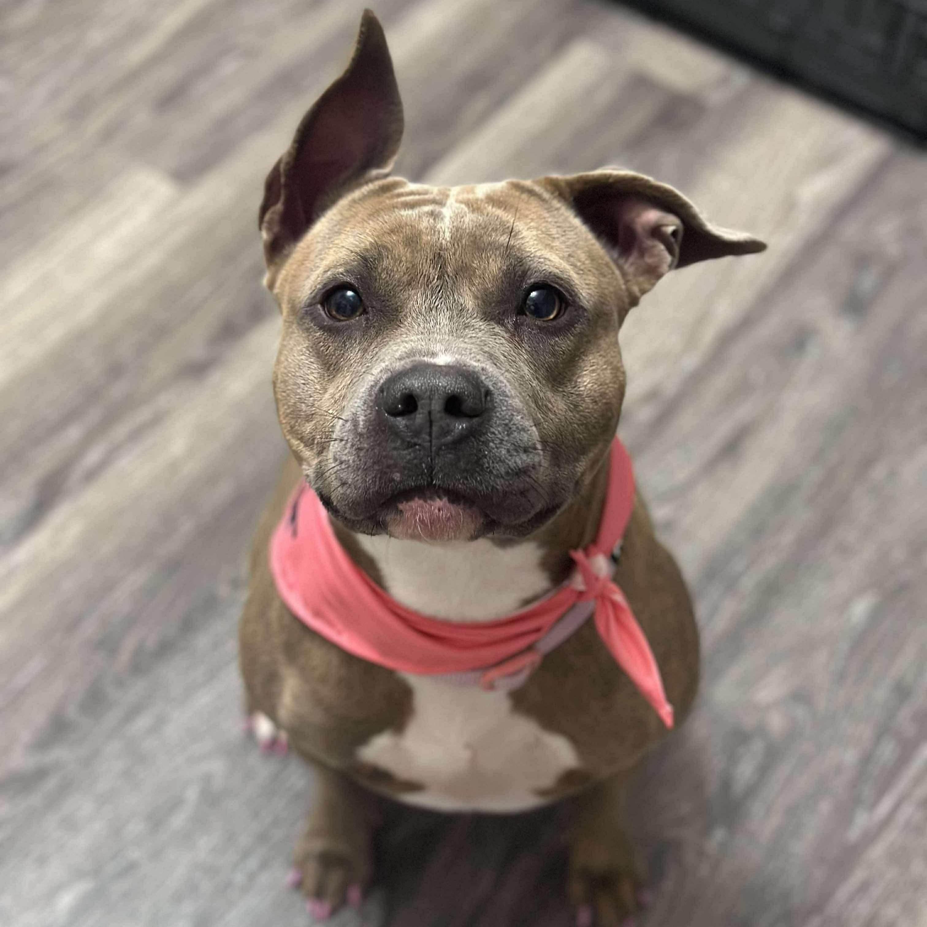 Rosie, a Adoptable mixed breed in Lexington, KY image 1/5