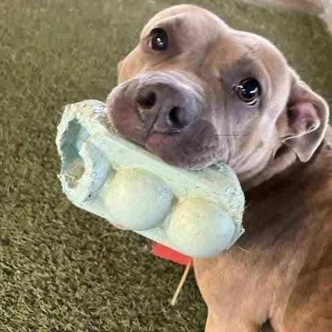 Rosie, a Adoptable mixed breed in Lexington, KY image 5/5