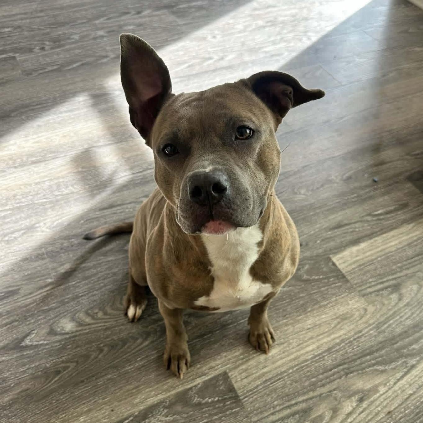 Rosie, a Adoptable mixed breed in Lexington, KY image 6/6