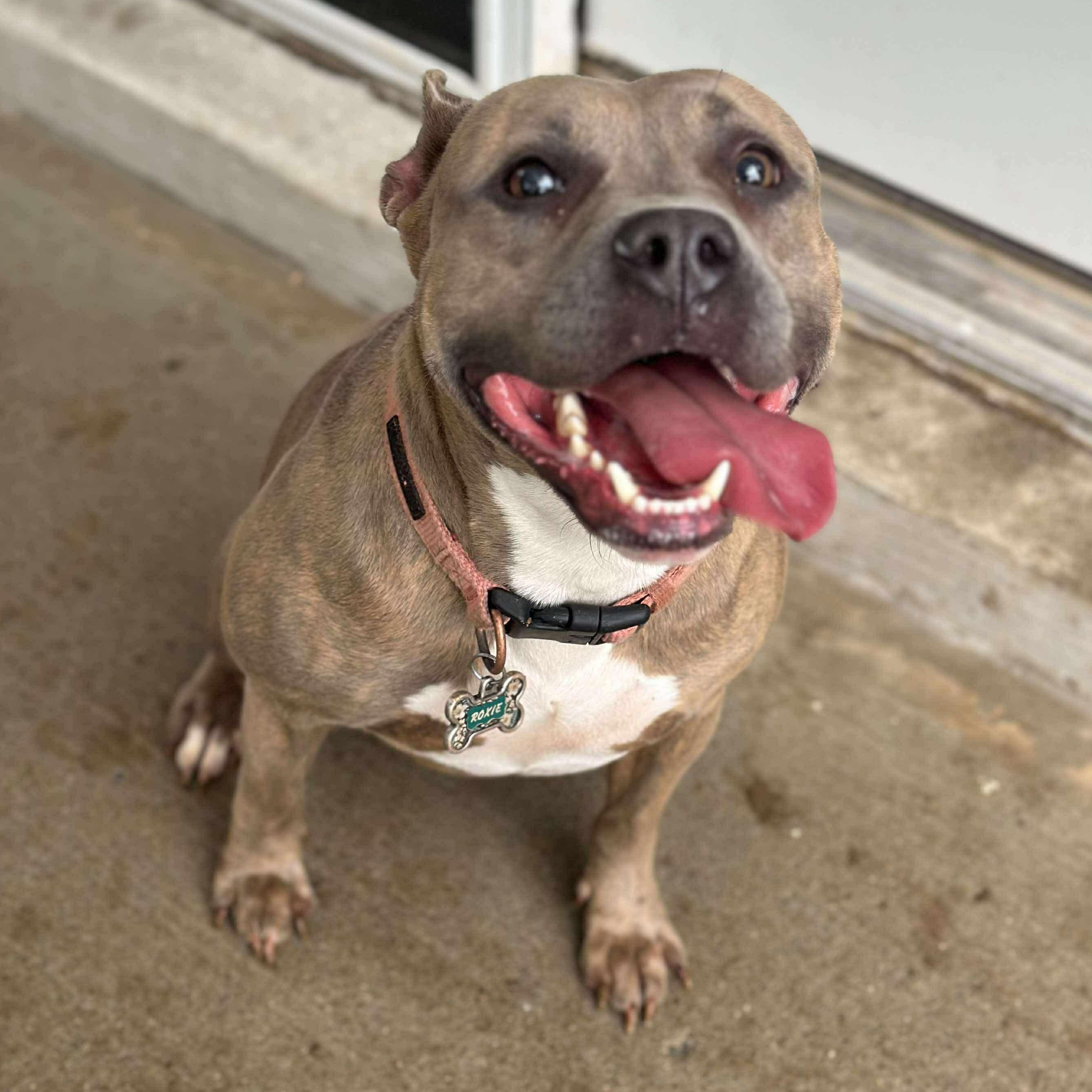 Rosie, a Adoptable mixed breed in Lexington, KY image 3/5