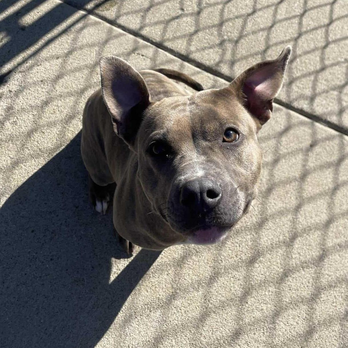 Rosie, a Adoptable mixed breed in Lexington, KY image 2/5